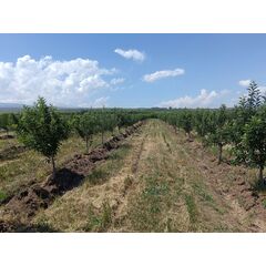 Գյուղատնտեսական հողատարածք