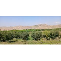 Ընդհանուր օգտագործման պտղատու այգի