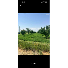 Հողատարացք,բեքատու ծիրանի լառեր