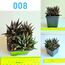 Սուկուլենտներ / Суккуленты / Succulents, 2 image