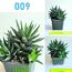 Սուկուլենտներ / Суккуленты / Succulents, 3 image