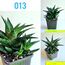 Սուկուլենտներ / Суккуленты / Succulents, 4 image