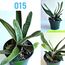 Սուկուլենտներ / Суккуленты / Succulents, 5 image
