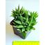 Սուկուլենտներ / Суккуленты / Succulents