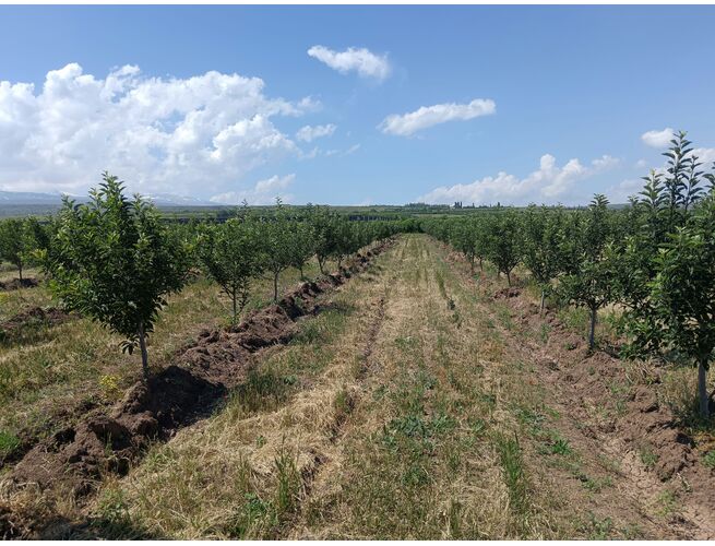 Գյուղատնտեսական հողատարածք