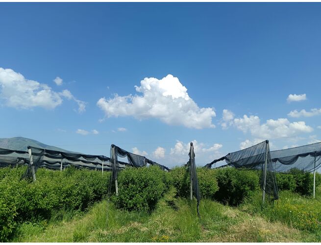 Գյուղատնտեսական հողատարածք, 5 image