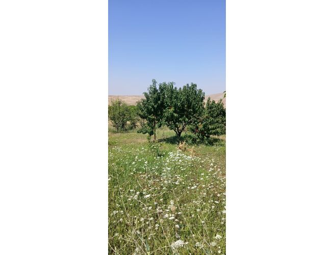 Ընդհանուր օգտագործման պտղատու այգի, 3 image