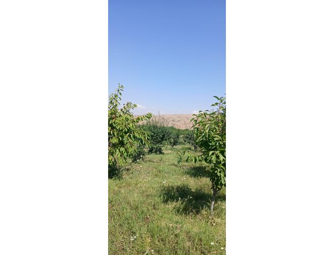 Ընդհանուր օգտագործման պտղատու այգի, 4 image