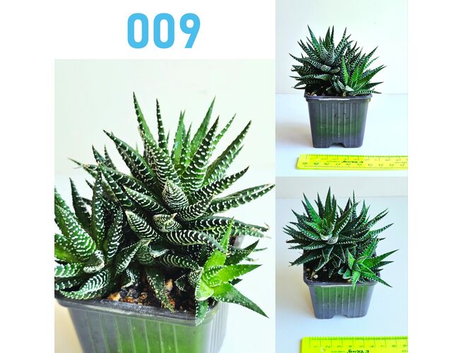 Սուկուլենտներ / Суккуленты / Succulents, 3 image