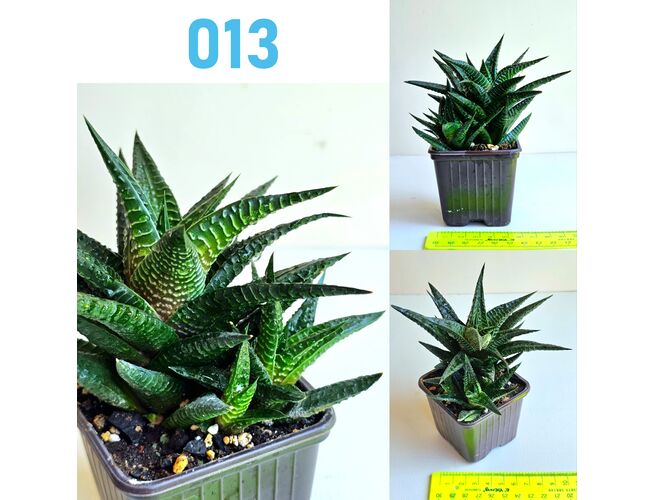 Սուկուլենտներ / Суккуленты / Succulents, 4 image