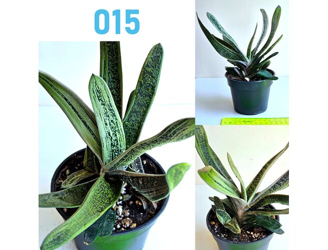 Սուկուլենտներ / Суккуленты / Succulents, 5 image