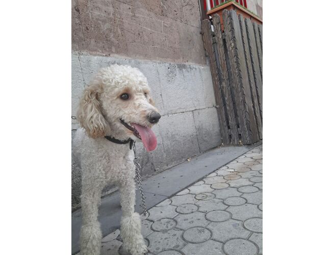 Պուդել փոքր չմեծացող մաքրացեղ, 3 image