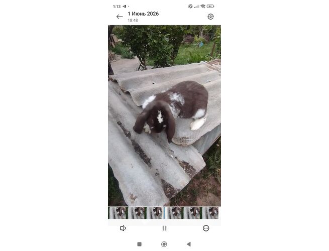 Նապաստակ բառան, 4 image